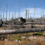 Moderne Klimaforschung schützt heimische Wälder