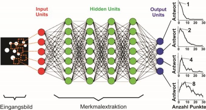 Künstliche neuronale Netze als Hirnmodell des Sehsystems