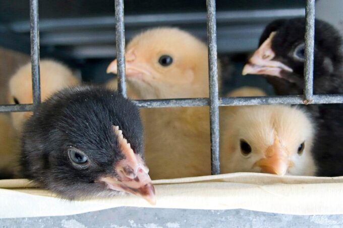 foodwatch fordert Ende der Käfighaltung