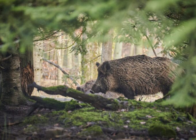 Afrikanische Schweinepest beim Schwarzwild in Parchim