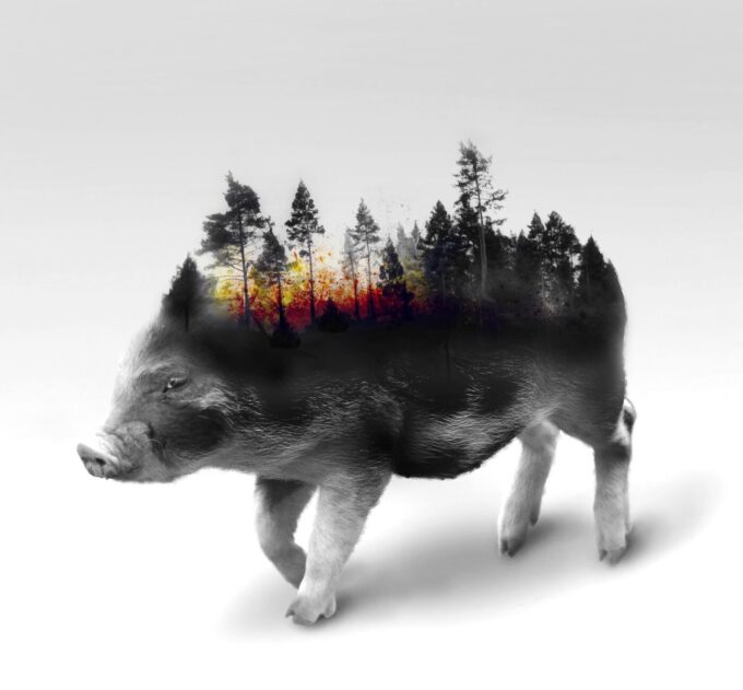 Afrikanische Schweinepest kann jederzeit bei uns auftreten