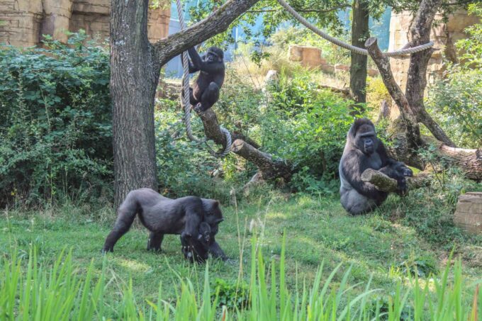 Außenanlage der Gorillas in der Wilhelma in Stuttgart