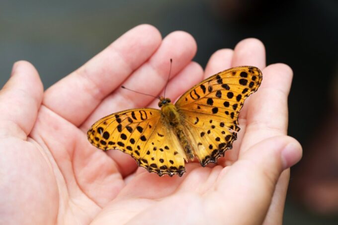 Licht aus für Artenvielfalt! Schutz nachtaktiver Tierarten