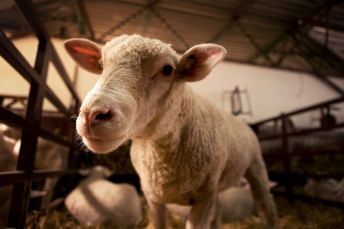 Arbeitskreis Gemeinschaftsverpflegung: Besserer Tierschutz