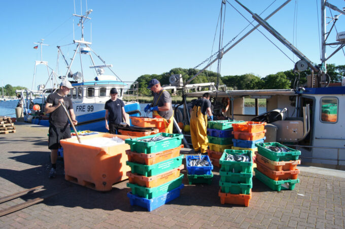 Foodwatch fordert die Rettung des Herings