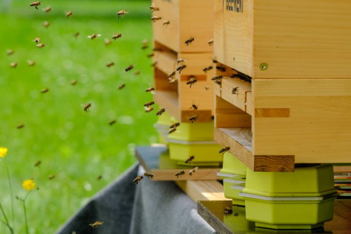 Die Telekom betreibt nun erstmals zwei smarte Bienenstöcke auch auf dem Gelände ihrer Bonner Zentrale.