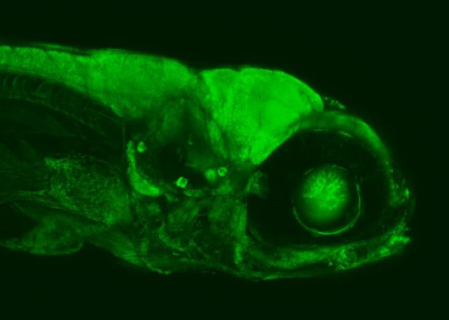 Auge in Auge mit winzigen Fischen dank Tübinger Neurowissenschaftler
