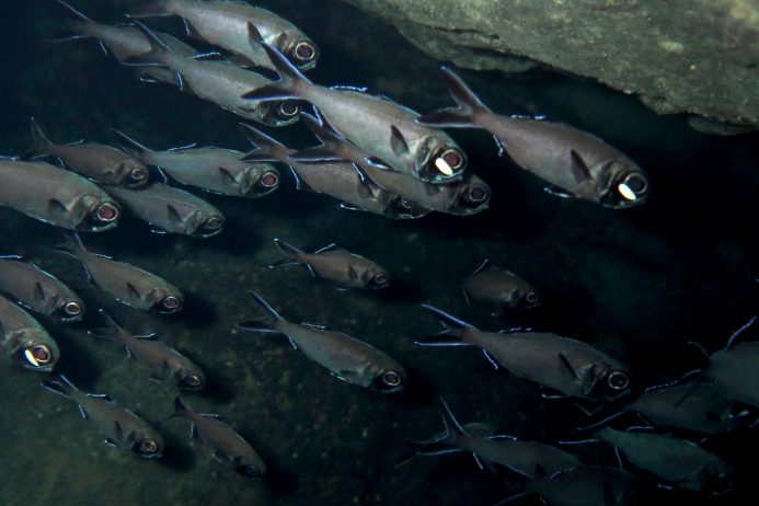 Biologie: Wie Lichtrezeptoren das Verhalten von Blitzlichtfischen steuern.