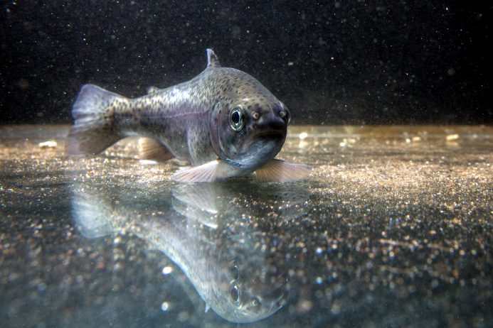 Spurenschadstoffe im Wasser: Welche Klärtechniken Fischen helfen.