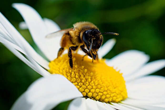Landwirtschaftsbetriebe: Ausgezeichnet für die Bienen