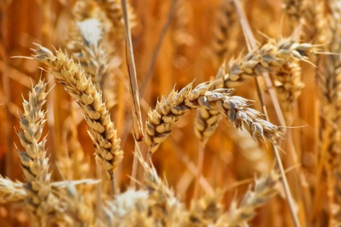 Niedersachsen: Man erwartet die schlechteste Getreideernte seit 1976.