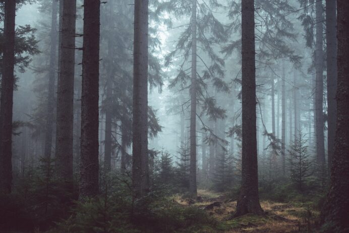 Task-Force für Europas Wälder: Ministerkonferenz „Forest Europe“ tagt