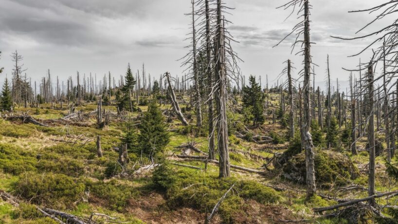 Ampel-Regierung: Stillstand bei Zukunft des Waldes