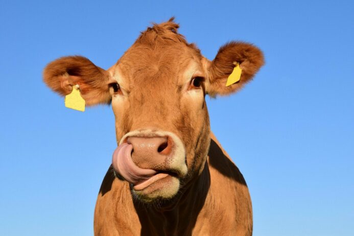 BSE-Gefahr: Wirkstoffe aus Nervengewebe vom Rind unzulässig