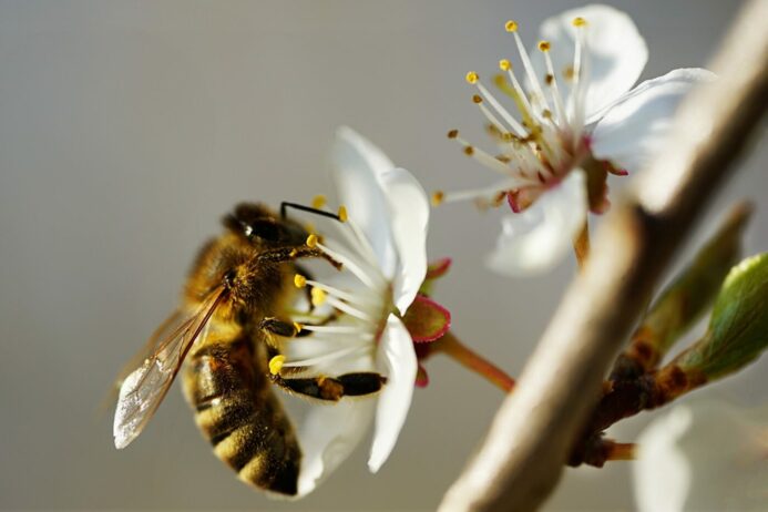 Bienenschutz: Lottomittel für bienenfreundliche Vereinsprojekte